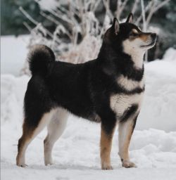picture of dog