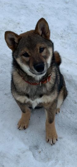 picture of dog