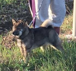 picture of dog