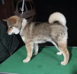 picture of dog