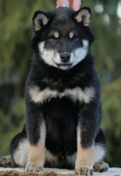 picture of dog
