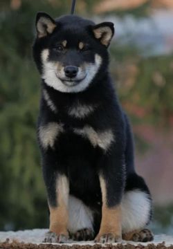 picture of dog