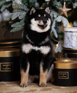 picture of dog