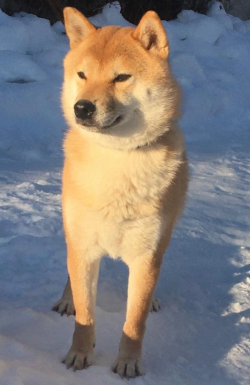 picture of dog