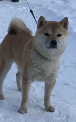 picture of dog