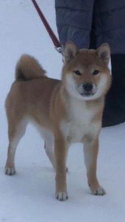 picture of dog