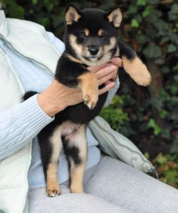 picture of dog