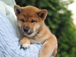 picture of dog