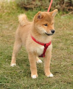 picture of dog