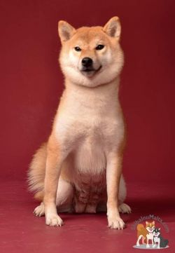 picture of dog