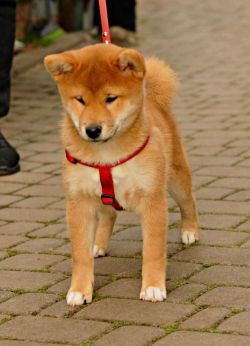 picture of dog