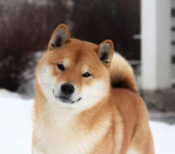 picture of dog