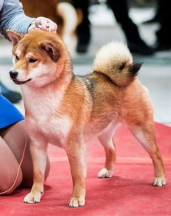picture of dog