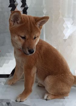 picture of dog