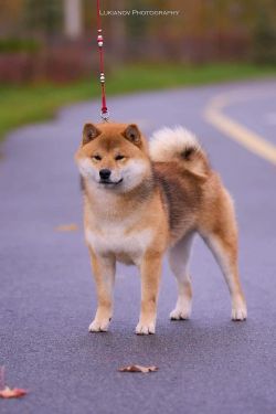 picture of dog