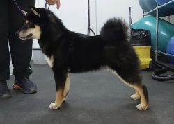 picture of dog
