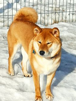 picture of dog