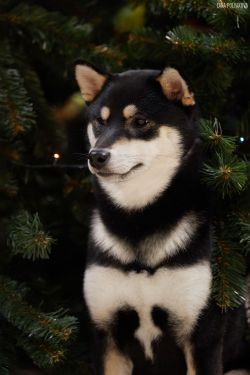 picture of dog