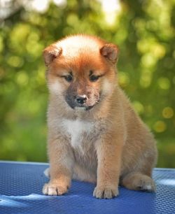 picture of dog
