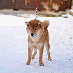 picture of dog