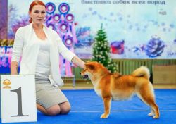 picture of dog
