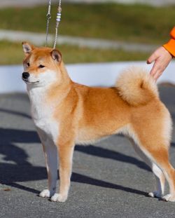 picture of dog