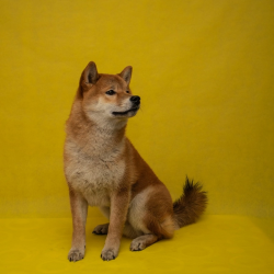 picture of dog