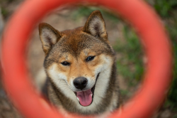 picture of dog