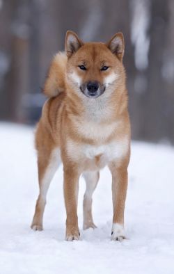 picture of dog