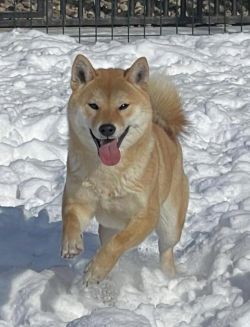 picture of dog