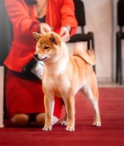 picture of dog