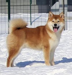 picture of dog