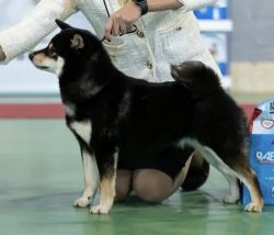 picture of dog