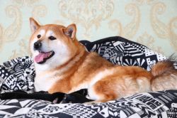 picture of dog