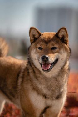 picture of dog