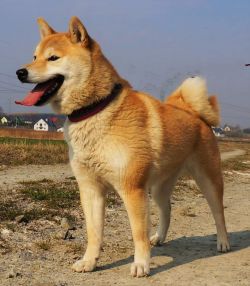 picture of dog