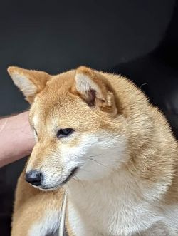 picture of dog