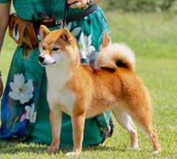 picture of dog