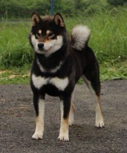 picture of dog