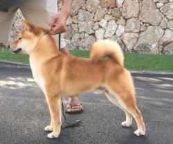 picture of dog