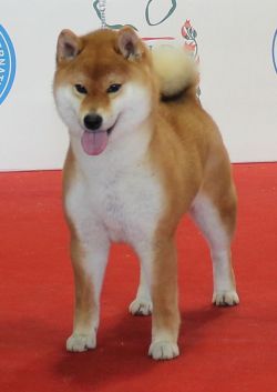 picture of dog