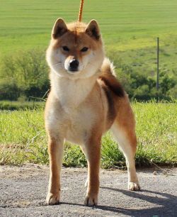 picture of dog