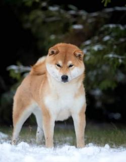picture of dog