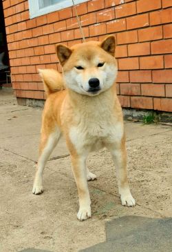 picture of dog