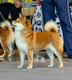 picture of dog