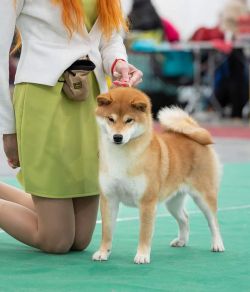 picture of dog