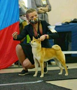 picture of dog