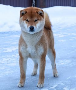 picture of dog