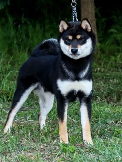 picture of dog