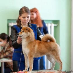 picture of dog